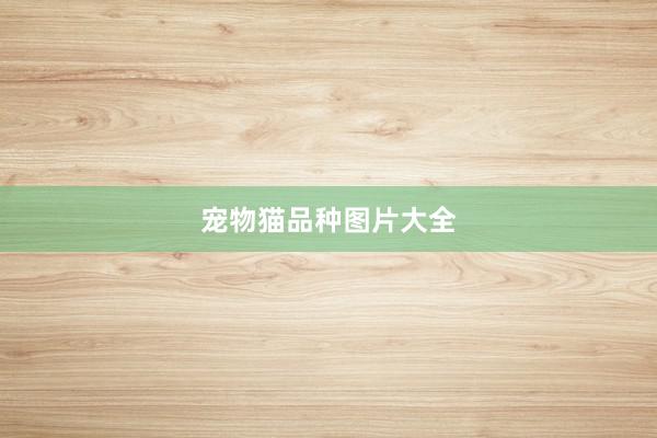 宠物猫品种图片大全